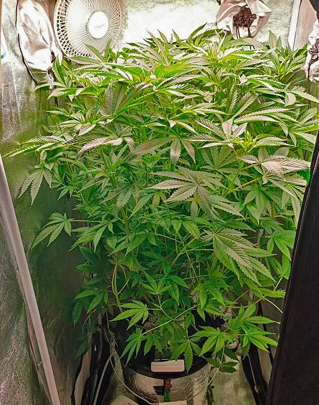 Shiskaberry активно набирает высоту Каннабис Shiskaberry в боксе