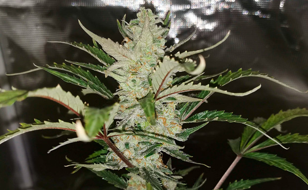 Промывка конопли Промывка на 10 неделе выращивания