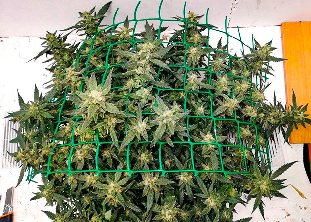 Подготовка к харвесту конопли Alpha 21 подготовка к харвесту Alpha 21