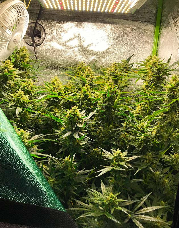 Девятая неделя выращивания Куст каннабиса с большими бутонами