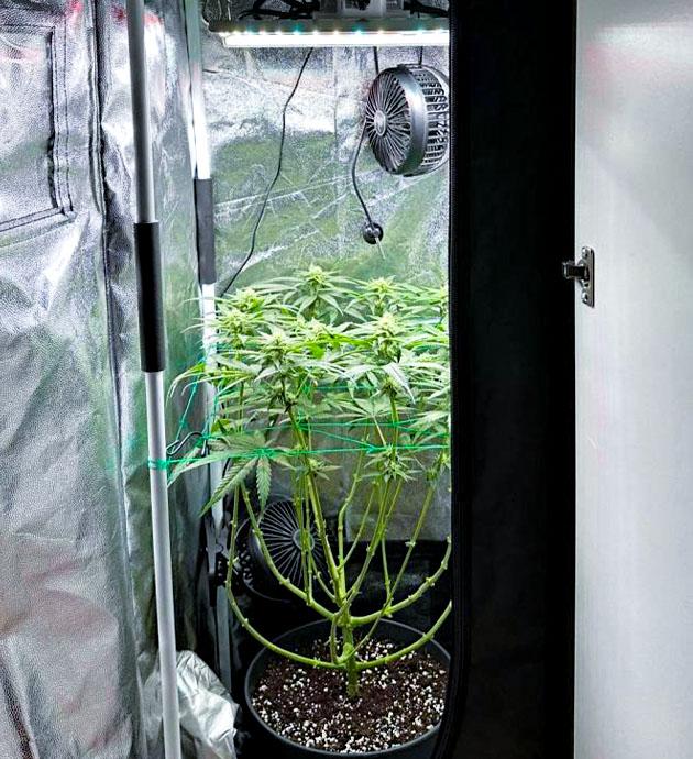 Тренировки конопли Куст Mimosa Evo на фазе цветения