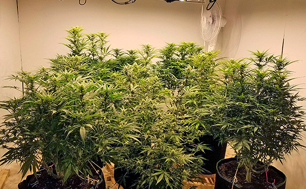 Тренируем кусты марихуаны Amherst Sour Diesel Amherst Sour Diesel 3 недели цветения кустиков