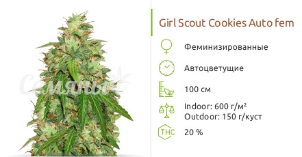 Сорт марихуаны Girl Scout Cookies Auto Girl Scout Cookies Auto от Original Sensible Seeds