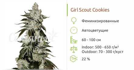 Сорт марихуаны Girl Scout Cookies Auto Girl Scout Cookies auto от FastBuds