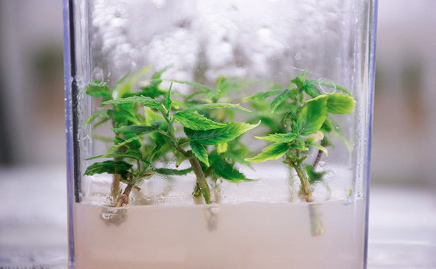 Процесс микропропагации каннабиса в лабораторных условиях Как работает метод культуры тканей