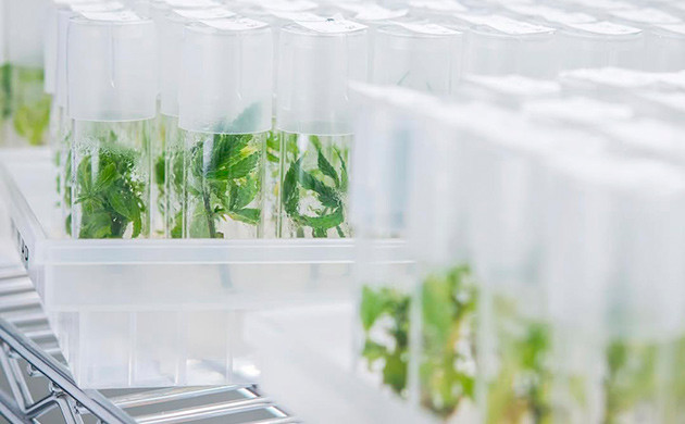 Тканевая культура в домашних условиях Метод культуры тканей в домашних условиях