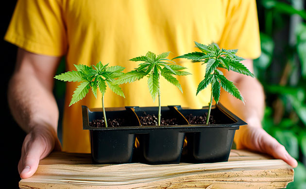 Методика перехода рассады из индора в аутдор Проращивание семян в индоре