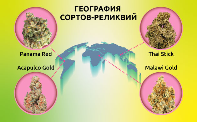 Сорта-реликвии каннабиса Хейрлум: сохранение генетики конопли