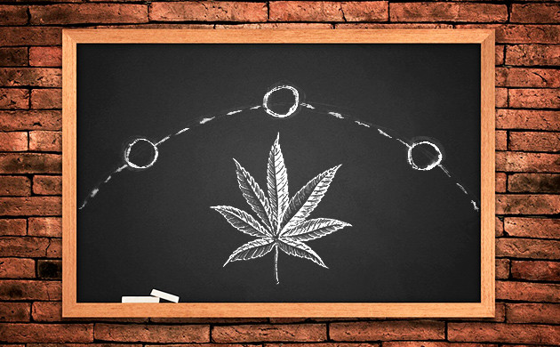 Особенности цветения фотопериодных растений Влияние климата на цветение конопли