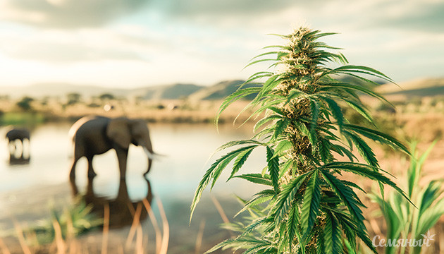 Уникальный сорт, унаследовавший лучшие качества южноафриканской сативы Канна-легенды: Power Plant – энергии хватит на всех