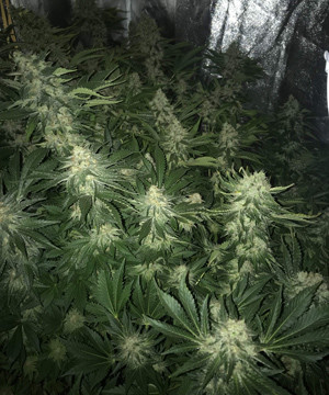 Созревание соуветий на 14 неделе выращивания Начало промывки марихуаны