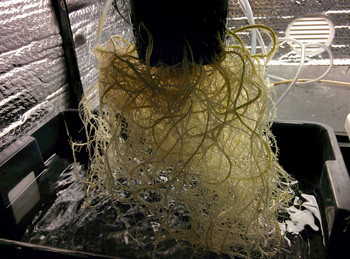 Конец вегетации на 9 неделе выращивания Развитие корня конопли на 9 неделе