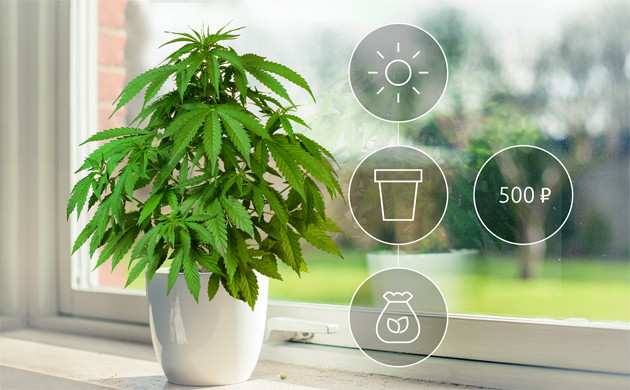 Выращивание марихуаны на подоконнике Конопля на подоконнике