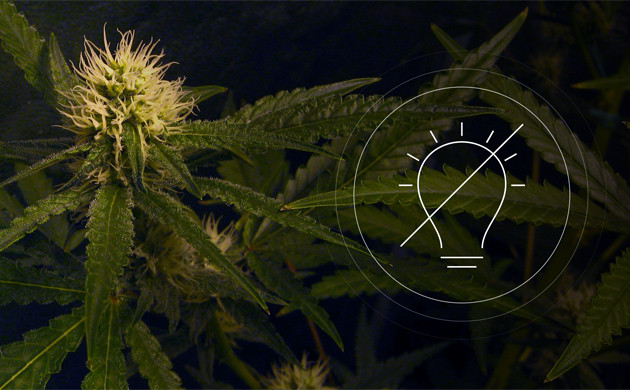 Стресс конопли от темноты Темновой стресс марихуаны