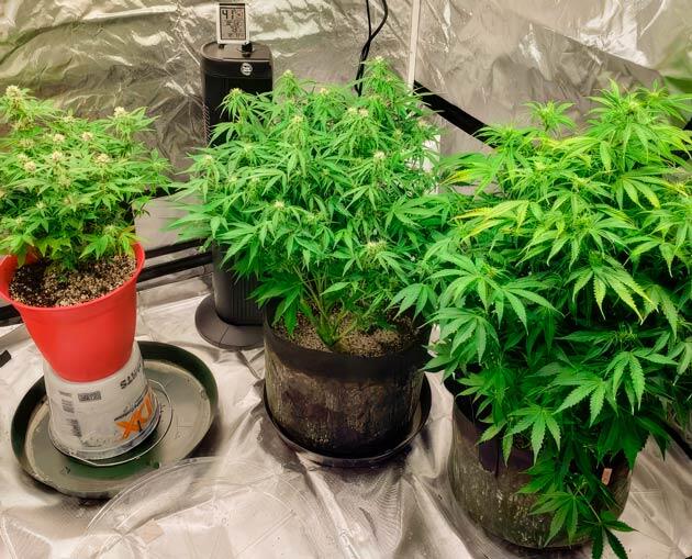 Высокая влажность в гроубоксе: как решить проблему сменой пространства Кусты Northern Lights 10 of 10 на стадии цветения