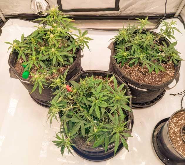 Кусты Strawberry Banana Auto на 5 неделе развития