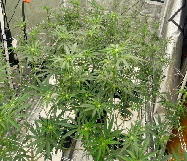 Дефолиация марихуаны Конопля на 6 неделе выращивания