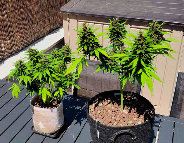 Неделя промывки кустов перед харвестом Созревшие растения Dark Devil Auto