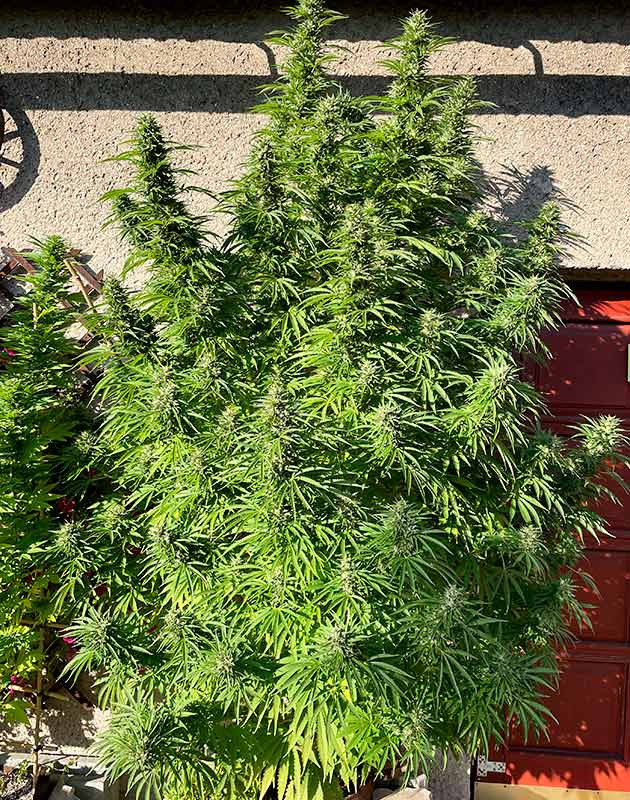 Предхарвест Bruce Banner #3 подготовка к харвесту Bruce Banner #3