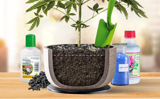 Как бороться с плесенью Устранение плесени