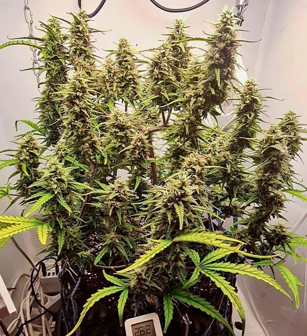 Gorilla Berry Auto готовится к харвесту Куст конопли на 8 неделе роста