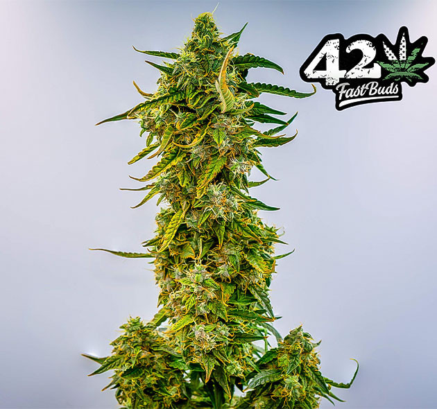 Харвест на 11 ой неделе выращивания Шишка Wedding Cheesecake Auto