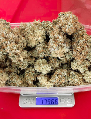 Сухой урожай Шишки на весах