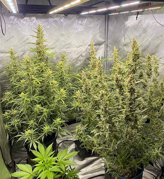 Ожог и тепловой стресс на растениях конопли Кусты на 10 неделе выращивания