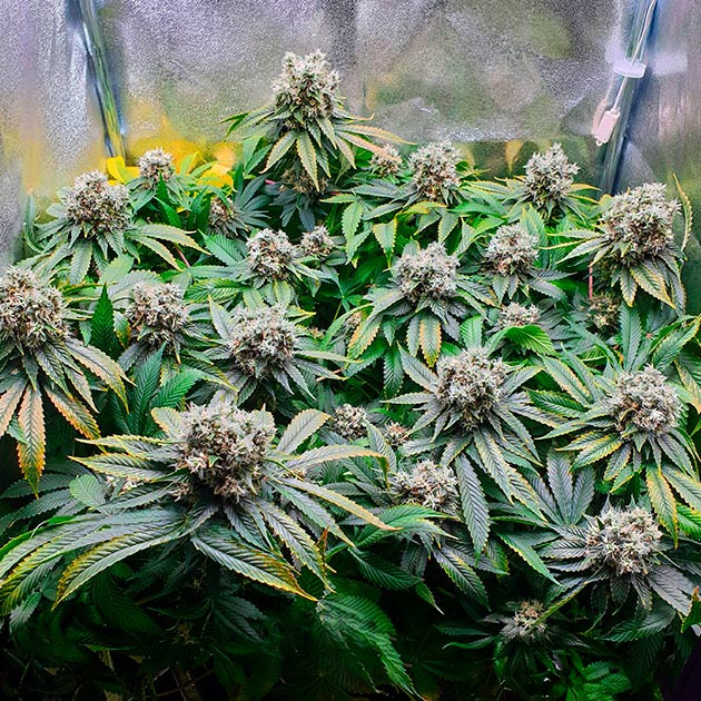 Созревание шишек на 12 неделе выращивания Пожелтение некоторых листьев конопли