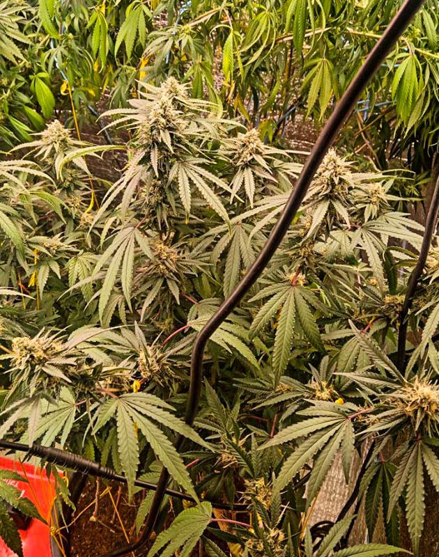 Частый полив конопли 9 неделя выращивания каннабиса