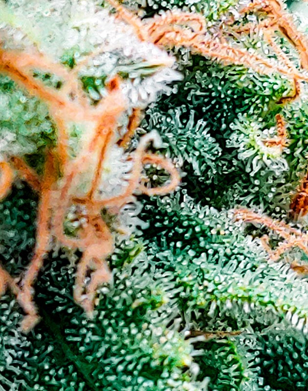 Проверка готовности трихом Трихомы на соцветиях