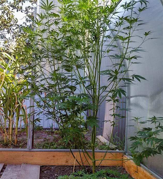 Удаление теневых веток у старшего каннабиса Каннабис достиг двух метров роста