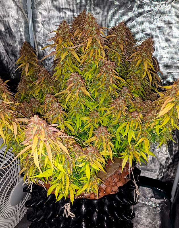 Готовый к харвесту куст Gorilla Glue Auto Готовый к харвесту куст Gorilla Glue Auto