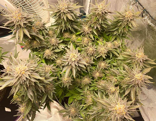Промывка конопли перед харвестом на 18 неделе выращивания Куст каннабиса перед харвестом