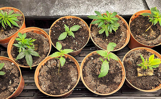 Первая неделя выращивания 9 кустов конопли