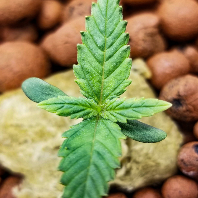 Начало выращивания конопли Lemon AK auto fem в самодельном гроубоксе Росток марихуаны Lemon AK auto fem