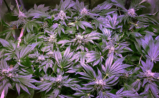 Невысокий куст марихуаны Невысокий куст конопли