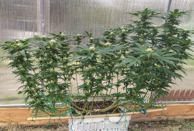 Формирование шишек каннабиса Цветущий каннабис с появляющимися трихомами