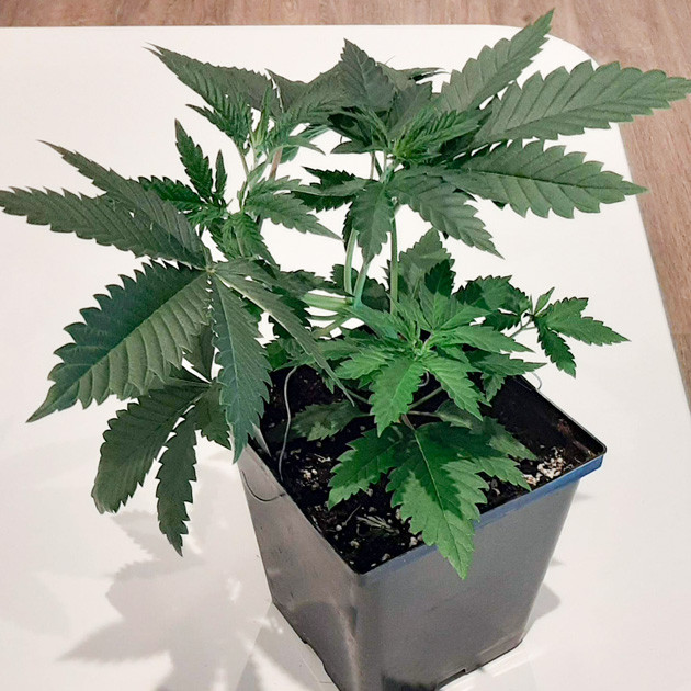 Топпинг на второй неделе выращивания Куст ростом 18 см