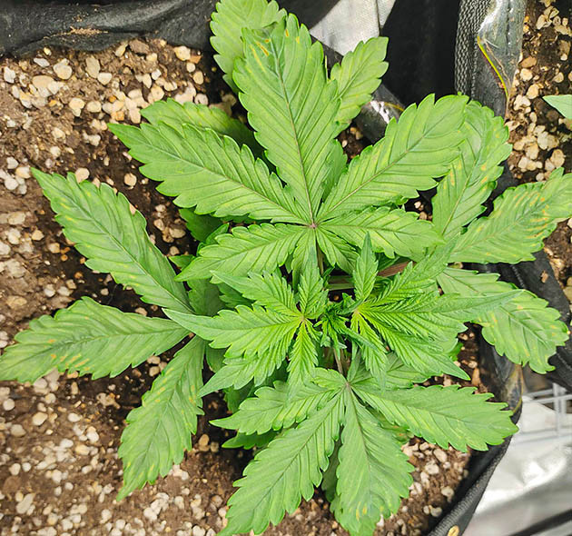 Улучшение аэрации почвы на 3 неделе выращивания Приземистый куст с желтыми пятнами на листьях