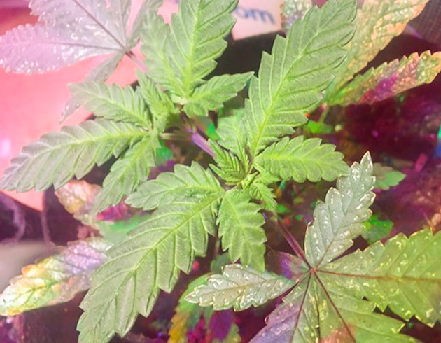 Переезд растения под светодиодные фитолампы Каннабис в новой палатке под новым освещением