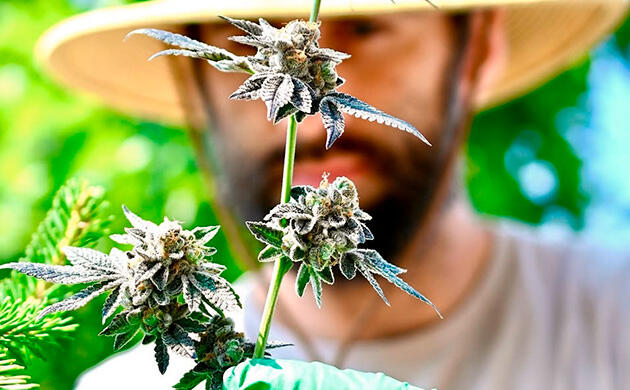 AK-48 Auto: быстрый урожай за 2 месяца Автоцветущая версия AK-48