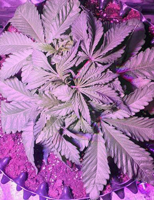 Шестая неделя выращивания Формирование новых стеблей