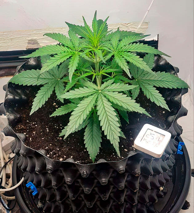 Активная вега Gorilla Berry Auto Каннабис ростом 20 см