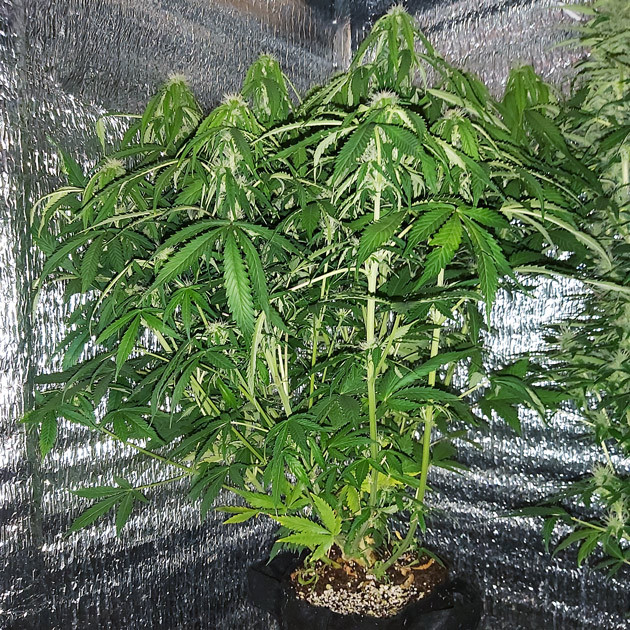 Стадия цветения на 8 неделе выращивания Начало стадии цветения