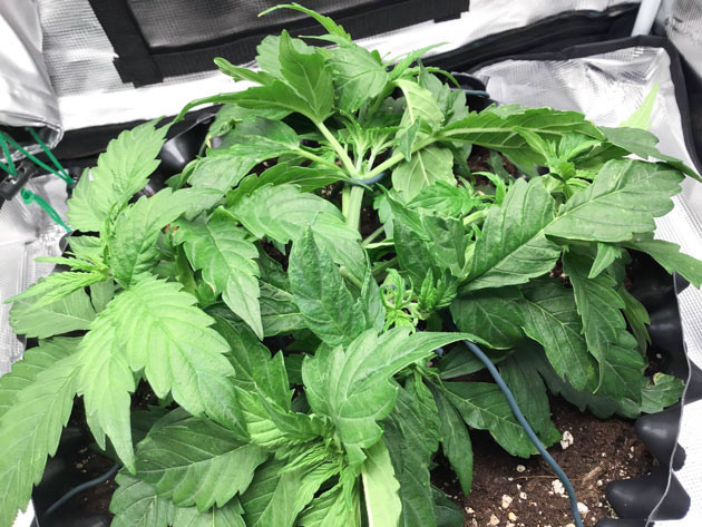 Второй топпинг Godzilla Cookies Auto Увеличение шишек Годзилла кукис авто после топпинга