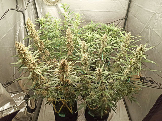 Окрашивание и трихомы Tropicana Cookies Auto Прогресс цветения Tropicana Cookies Auto