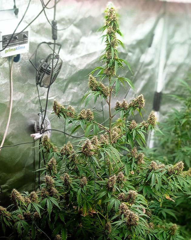 Подготовка к харвесту конопли White Widow Auto подготовка к харвесту White Widow Auto