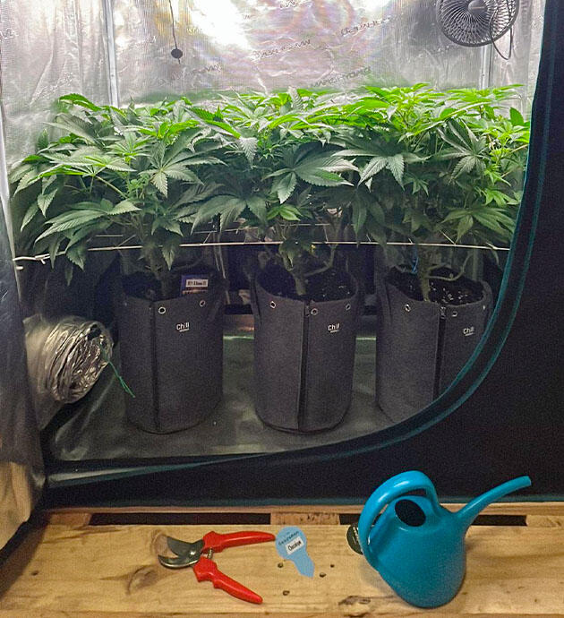 Начало цветения и удобрения для конопли Кусты RS11 x Banana OG от Barney's Farm на 8 неделе развития