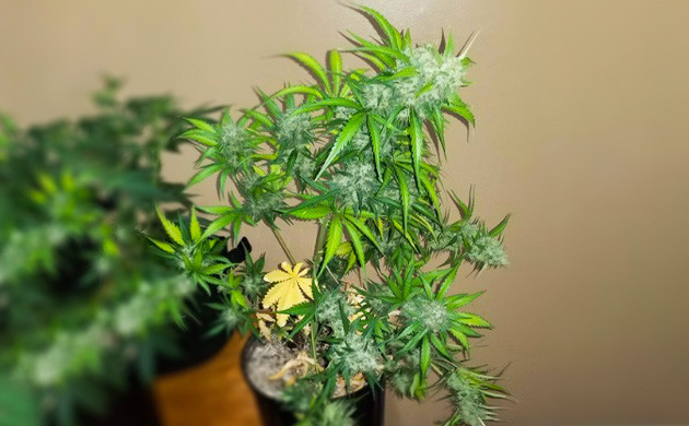 Харвест конопли Ветви конопли прогнувшиеся от веса шишек